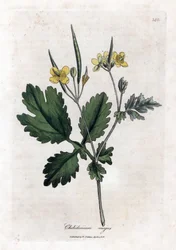 Chelidoine grande o luz grande - Celidonia mayor, Chelidonium majus. Grabado en cobre coloreado a mano de una ilustración botánica de James Sowerby extraída de "Medical Botany" de William Woodville y Sir William Jackson Hooker, John Bohn, Londres.