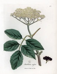 Saúco grande o saúco negro - Saúco negro común, Sambucus nigra. Grabado en cobre coloreado a mano a partir de una ilustración botánica de James Sowerby, de Medical Botany de William Woodville y Sir William Jackson Hooker, John Bohn, Londres