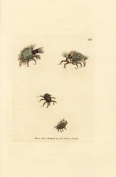 Larva de Hemerobius (crisopa) vestida de liquen, con ácaro Acarus amictus y ácaro canastero Acarus corbicula. Grabado en cobre coloreado a mano por James Sowerby de The British Miscellany, or Coloured figures of new, rare, or little known ani