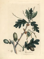 Hojas y bellotas del roble común, Quercus robur
