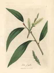 Hojas y amentos del sauce frágil, Salix fragilis