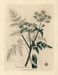 Hojas y flores de cicuta, Conium maculatum