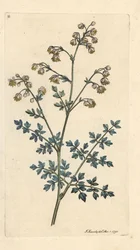 Calle del prado menor, Thalictrum minus. Grabado en cobre coloreado a mano según una ilustración de James Sowerby de James Smith