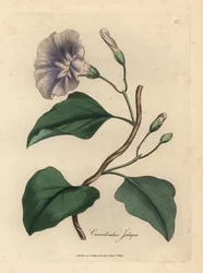 Enredadera jalapa de flor lila, Colvolvulus jalapa