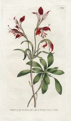 Lirio de los Incas o Perou Lys - Litografía de James Sowerby (1757-1822), lámina de la Revista Botánica de William Curtis (1746-1799)