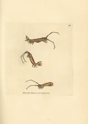 Isópodo de cuerno largo, Astacilla longicornis (Oniscus longicornis). Grabado en cobre coloreado a mano por James Sowerby de The British Miscellany, or Coloured figures of new, rare, or little known animal subjects.