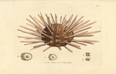 Erizo de mar, Cidaris cidaris (Echinus cidaris). Grabado en cobre coloreado a mano por James Sowerby de The British Miscellany, or Coloured figures of new, rare, or little known animal subjects.