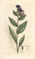 Lungwort, Pulmonaria officinalis (pulmonaria) Grabado en cobre coloreado a mano según una ilustración de James Sowerby de James Smith