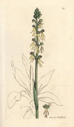 Orquídea del hombre, Orchis anthropophora (Green man orchis, Ophrys anthropophora). Grabado en cobre coloreado a mano según una ilustración de James Sowerby de James Smith