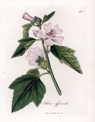 Marshmallow officinale o malvavisco silvestre o morado blanco, Althaea officinalis. Grabado en cobre coloreado a mano a partir de una ilustración botánica de James Sowerby de "Botánica Médica" de William Woodville y Sir William Jackson Hooker, John Bohn, L
