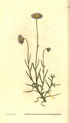 Mignonette Aster - Felicia tenella (Aster tenellus). Grabado en cobre coloreado a mano e ilustración botánica de James Sowerby de The Botanical Magazine de William Curtis, Lambeth Marsh, Londres.