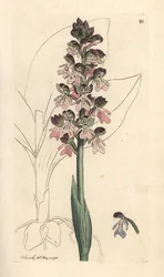 Orchis militaris, Orchis militaris (Orchis guerrera) Grabado en cobre coloreado a mano según una ilustración de James Sowerby de James Smith
