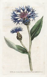 Centauree de montaña o arándano perenne - Litografía de James Sowerby (1757-1822), de la Revista Botánica de William Curtis (1746-1799)