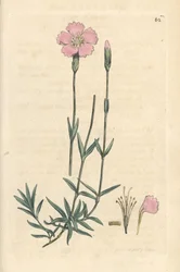 Rosa de montaña, Dianthus caesius. Grabado en cobre coloreado a mano según una ilustración de James Sowerby de James Smith