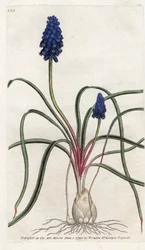 Muscari a bunch or muscari neglige - Litografía de James Sowerby (1757-1822), de la Botanical Magazine de William Curtis (1746-1799)