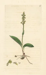 Orquídea almizclera, Herminium monorchis (Musk orchis, Ophrys monorchis). Grabado en cobre coloreado a mano según una ilustración de James Sowerby de James Smith