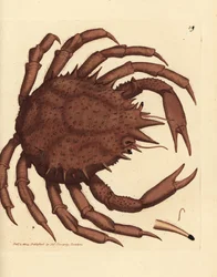 Cangrejo real de Noruega o cangrejo de piedra del norte, Lithodes maja. Grabado en cobre coloreado a mano por James Sowerby de The British Miscellany, or Coloured figures of new, rare, or little known animal subjects.