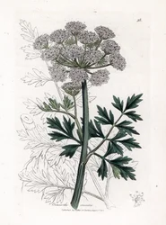 Oenanthe safranee - Cicuta, Oenanthe crocata. Grabado en cobre coloreado a mano de una ilustración botánica de James Sowerby extraída de "Medical Botany" de William Woodville y Sir William Jackson Hooker, John Bohn, Londres.