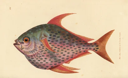 Opah, Lampris guttatus (Zeus opah). Grabado en cobre coloreado a mano por James Sowerby de The British Miscellany, or Coloured figures of new, rare, or little known animal subjects.