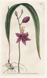 Orquídea: calopogon tuberus - Litografía de James Sowerby (1757-1822), de William Curtis