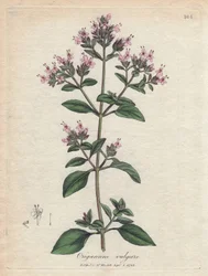 Orégano. Grabado en cobre coloreado a mano a partir de un dibujo de James Sowerby (1757-1822), en Botanique Medicinale
