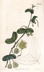 Variedad de pasiflora - Passiflora biflora (Passiflora lunata). Grabado en cobre coloreado a mano por Weddell a partir de una ilustración de James Sowerby del "Botanical Magazine" de Samuel Curtis, Londres.