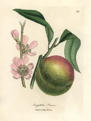 Melocotonero con fruto maduro y flor rosa, Amygdalus persica