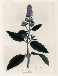 Menta piperita. Grabado en cobre coloreado a mano a partir de un dibujo de James Sowerby (1757-1822), en Botanique Medicinale