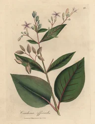 Árbol de corteza peruana de flor rosa, Cinchona officinalis