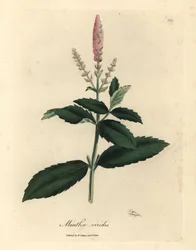 Menta verde de flor rosa, Mentha viridis
