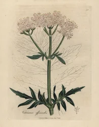 Valeriana de flor rosa, Valeriana officinalis