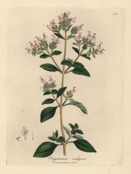 Mejorana silvestre de flor rosa, Origanum vulgare