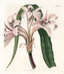 Variedad de lirio rosa - Lirio trompeta rosa rayado, Crinum latifolium (Molucca crinum, Crinum moluccanum). Grabado en cobre coloreado a mano por Weddell a partir de una ilustración de James Sowerby del "Botanical Magazine" de Samuel Curtis, Londres.