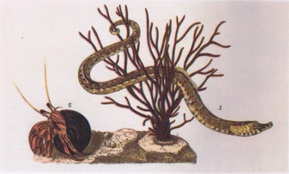 Pez Pipa y Cangrejo Ermitaño, Naturaleza en Gran Bretaña publicada por Collins, 1946