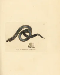 Gusano poliqueto, Phyllodoce lamelligera (Nereis lamelligera). Grabado en cobre coloreado a mano por James Sowerby de The British Miscellany, or Coloured figures of new, rare, or little known animal subjects.