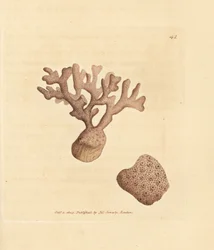 Porella compressa (Millepora compressa). Grabado en cobre coloreado a mano por James Sowerby de The British Miscellany, or Coloured figures of new, rare, or little known animal subjects.