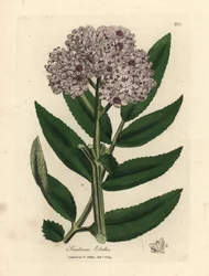 Saúco enano de flor morada, Sambucus ebulus