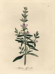 Hisopo de flor morada, Hyssopus officinalis