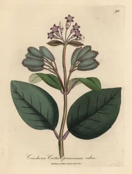 Árbol de corteza roja del Perú, Cinchona cortex peruvianus ruber, de flores púrpuras