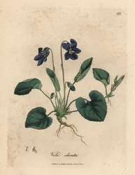 Violeta dulce de flor morada, Viola odorata