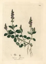 Verónica de flor púrpura, Veronica officinalis