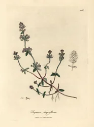 Tomillo silvestre de flor morada, Thymus serpyllum