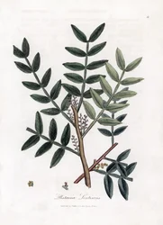Putty tree or lentiscus pistachio - Árbol de la masilla, Pistacia lentiscus. Grabado en cobre coloreado a mano a partir de una ilustración botánica de James Sowerby de "Botánica Médica" de William Woodville y Sir William Jackson Hooker, John Bohn, Londres.