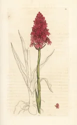 Orquídea piramidal, Anacamptis pyramidalis (Pyramidal orchis, Orchis pyramidalis). Grabado en cobre coloreado a mano según una ilustración de James Sowerby de James Smith