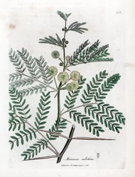 Goma roja - Árbol de la goma arábiga, Acacia nilotica. Grabado en cobre coloreado a mano de una ilustración botánica de James Sowerby extraída de la obra de William Woodville y Sir William Jackson Hooker "Medical Botany", John Bohn, Londres.
