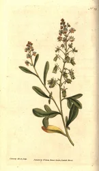 Reseda odorante - Reseda odorante o mignonette, Reseda odorata. Grabado en cobre coloreado a mano e ilustración botánica de James Sowerby de The Botanical Magazine de William Curtis, Lambeth Marsh, Londres.
