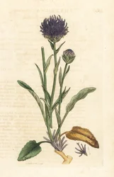 Phyteuma orbiculare (Phyteuma orbicularis) (Rapunzel orbicular) Grabado en cobre coloreado a mano según una ilustración de James Sowerby de James Smith