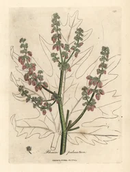 Flores y tallo del ruibarbo, contorno de la hoja, Rheum palmatum