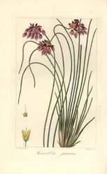 Lirio de los prados, Sowerbaea juncea, originario de Australia. Lleva el nombre del artista botánico James Sowerby. Grabado a mano sobre cobre por Barrois a partir de una ilustración botánica de Pancrace Bessa del "Herbier General de l