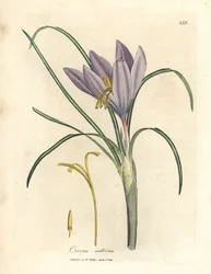 Azafrán, Crocus sativus